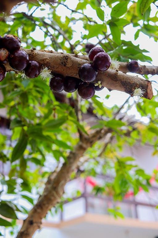 Ape Jabuticabeira Apartment Pomerode Ngoại thất bức ảnh